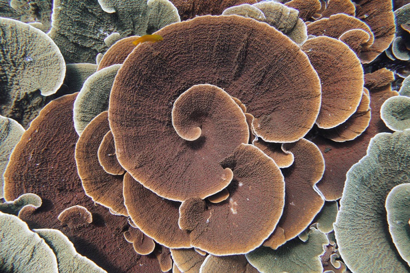 Processed Spiraling Montipora coral